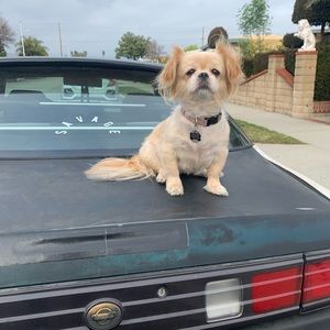 Meet your Posher, Matthew